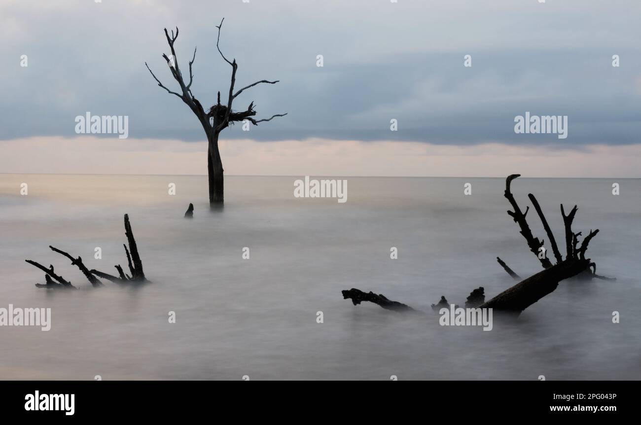 Spiaggia di Boneyard con legno morto e driftwood sulla spiaggia sotto un cielo coperto Foto Stock