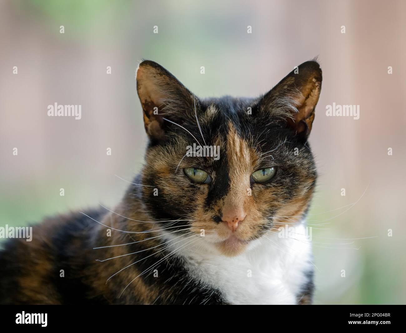 Close-up di testa e le spalle di una tartaruga gatto femmina Foto Stock
