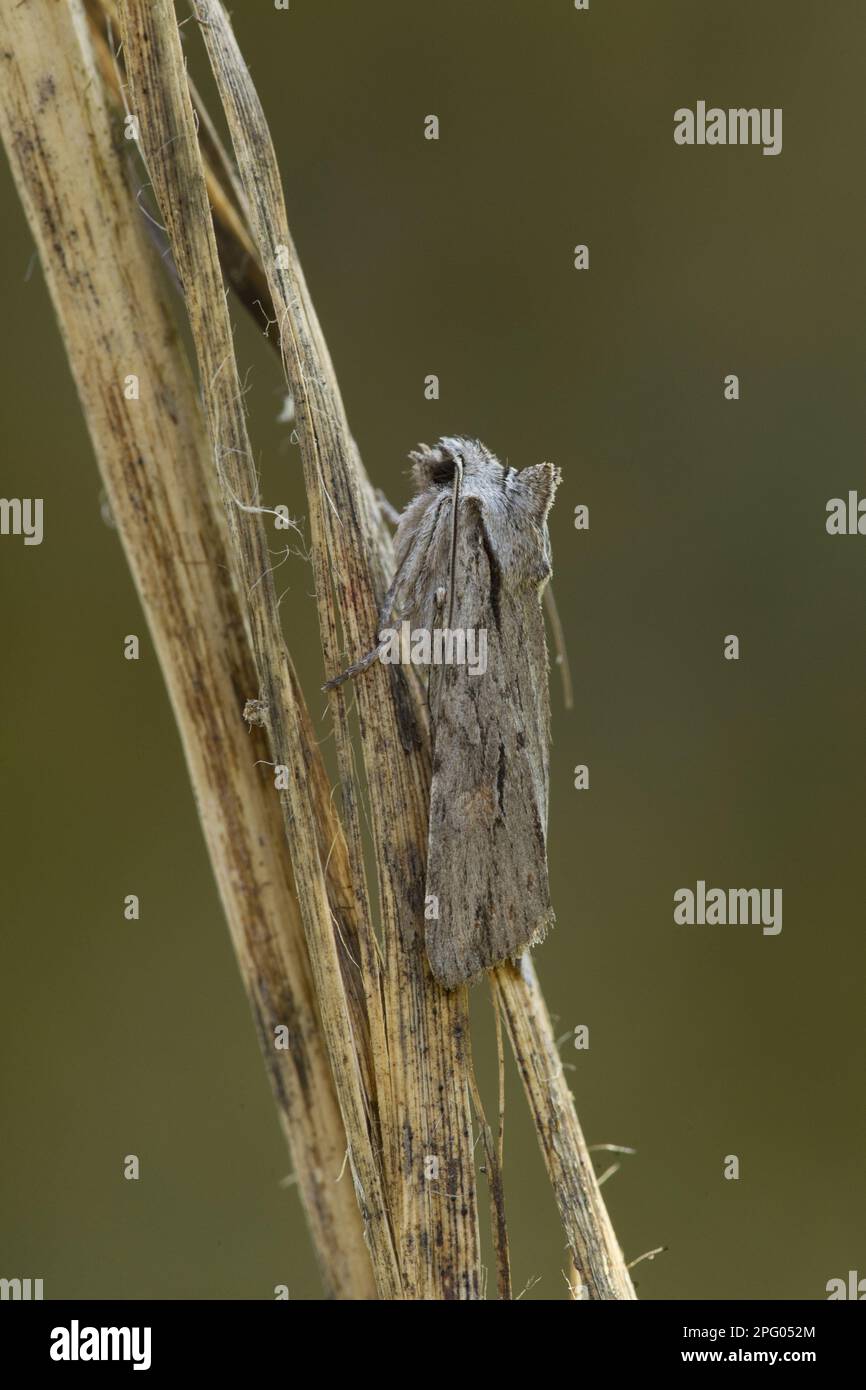 Blair's Shoulder-knot (Lithophane leautieri hesperica) adulto, Sheffield, South Yorkshire, Inghilterra, Regno Unito Foto Stock