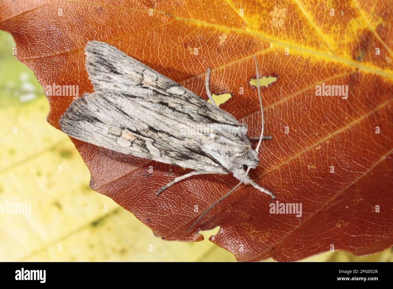 Gufo di legno di cipresso, nodi di spalla di blair (Lithophane owlet Moth (Noctuidae), insetti, Moth, Farfalle, Animali, Altri animali, Blair Foto Stock