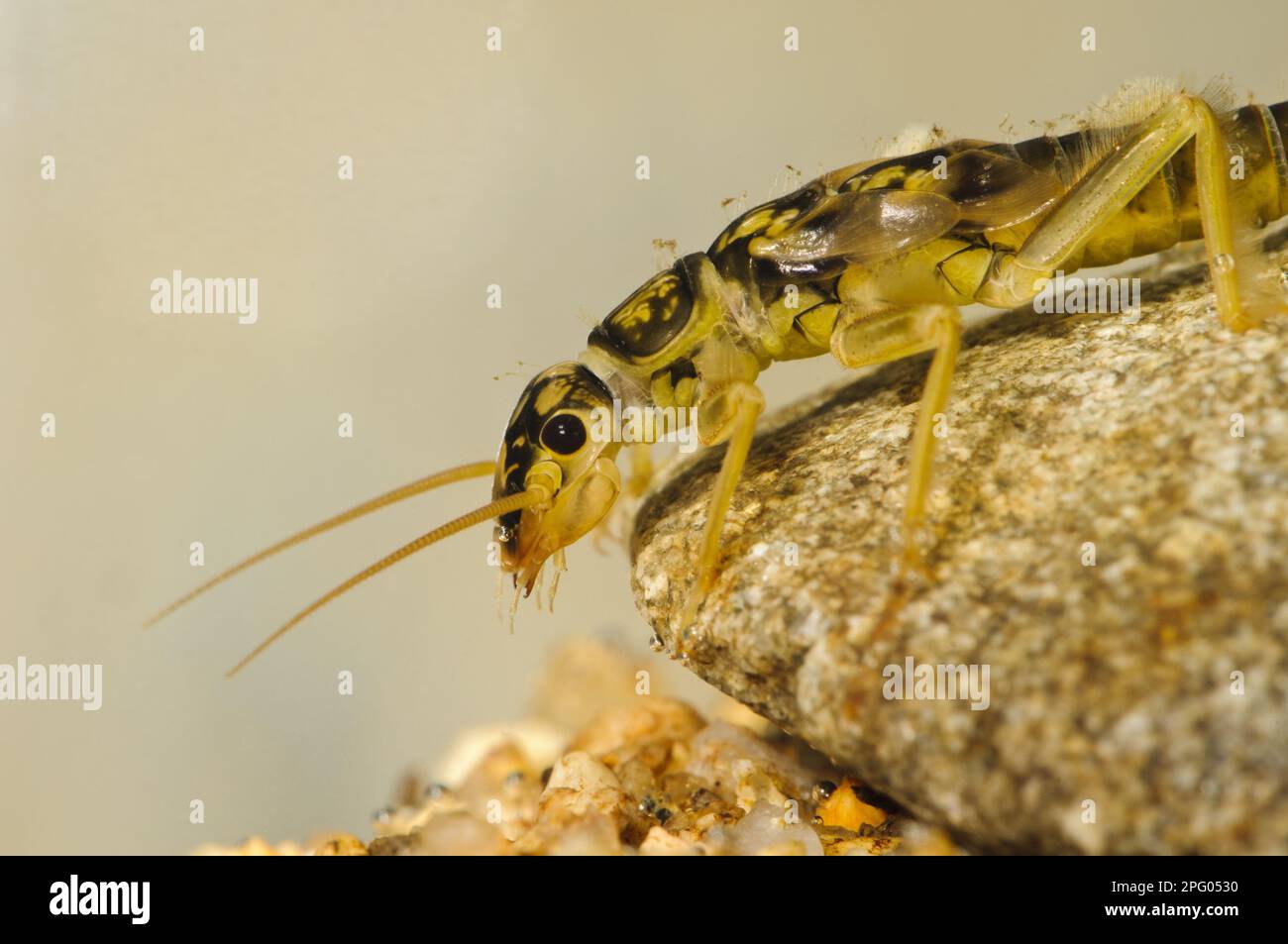 Grande ninfa stonefly (Perla bipinctata) aggrappata ai ciottoli sott'acqua, Inghilterra, marzo (soggetto controllato in speciale serbatoio fotografico) (in Foto Stock