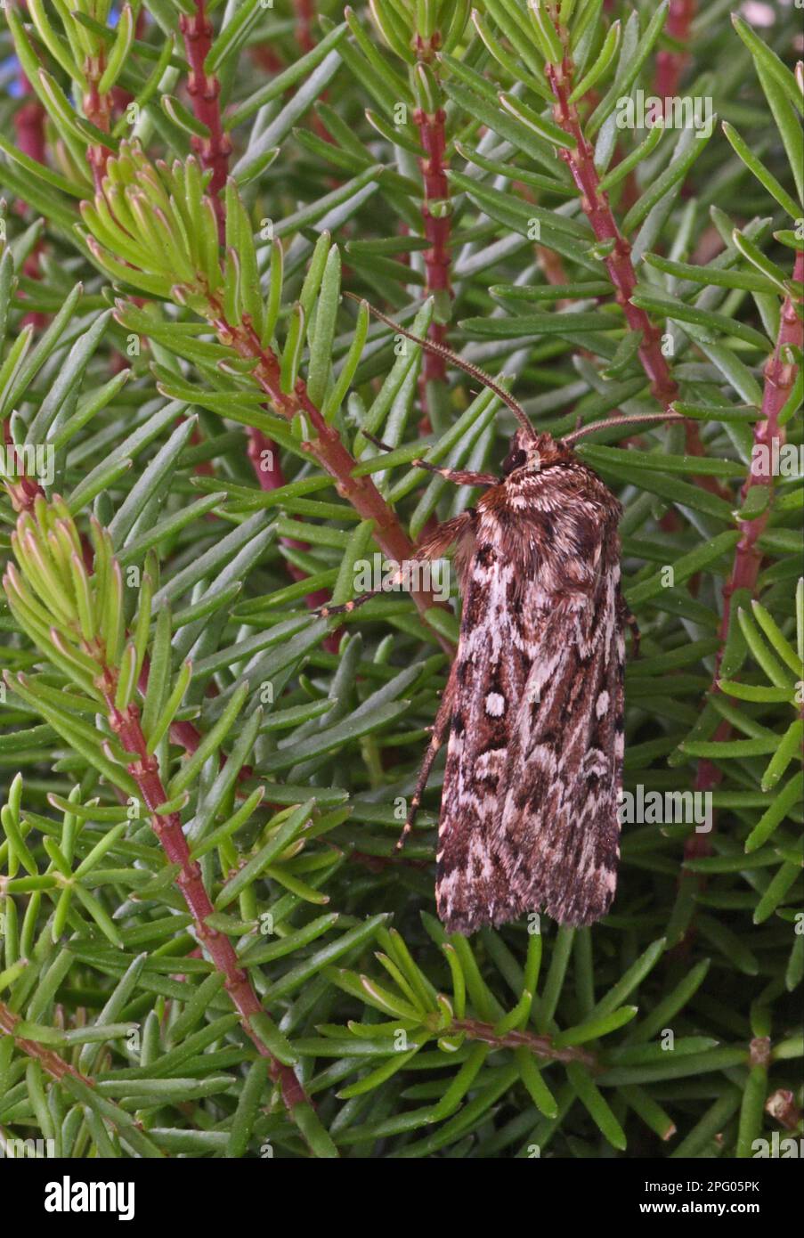 Gufo di piccola brughiera, gufo di Porphyre, gufo di piccola brughiera, gufo di Porphyre, insetti, Falene, Farfalle, animali, altri animali, vero Knot dell'amante (Licopotia Foto Stock