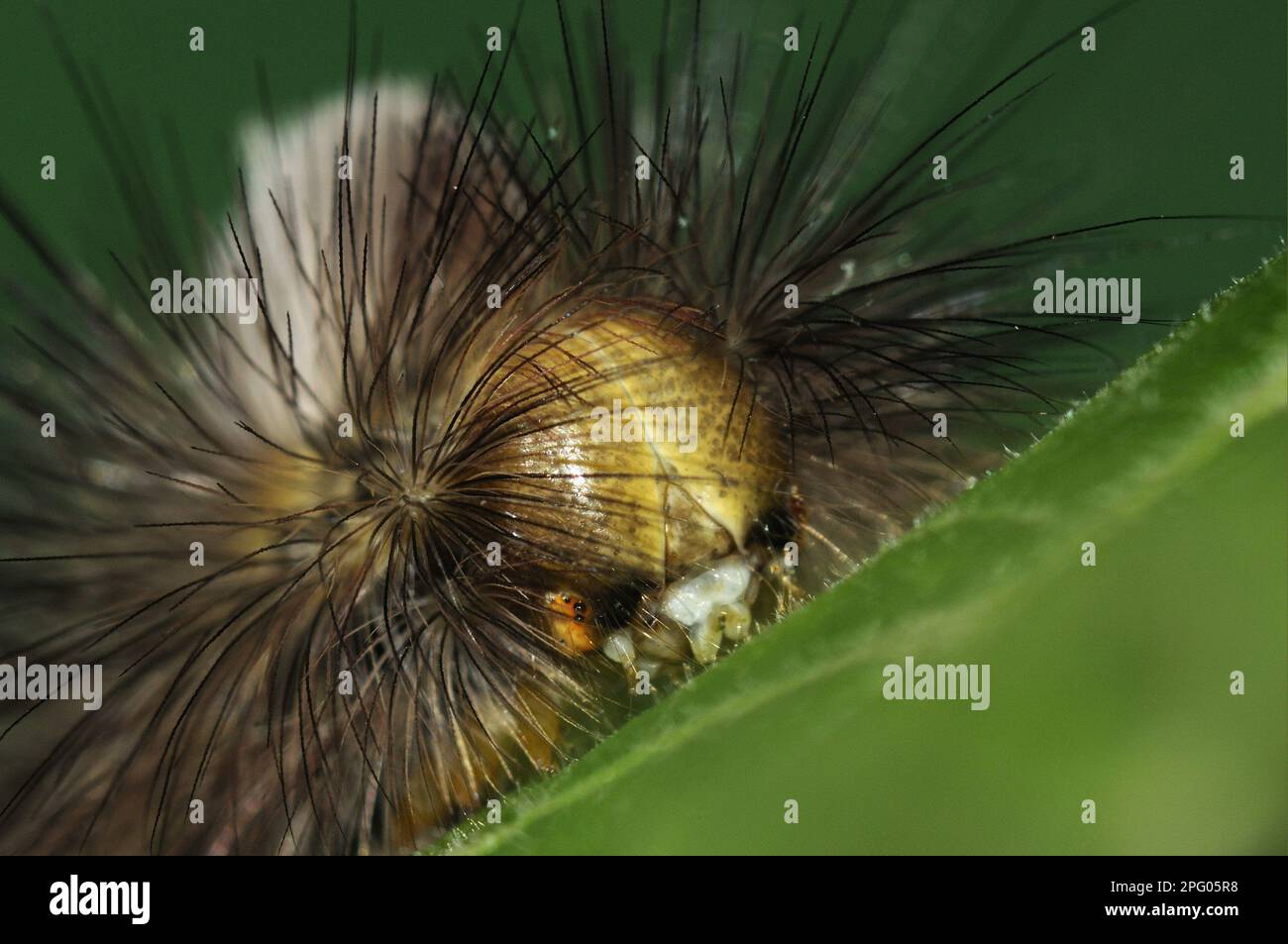Tussock pallido (Calliteara pudibunda) Tussock pallido, bruco adulto, primo piano della testa, alimentazione sulla foglia di Lime (Tilia spec.), Oxfordshire Foto Stock