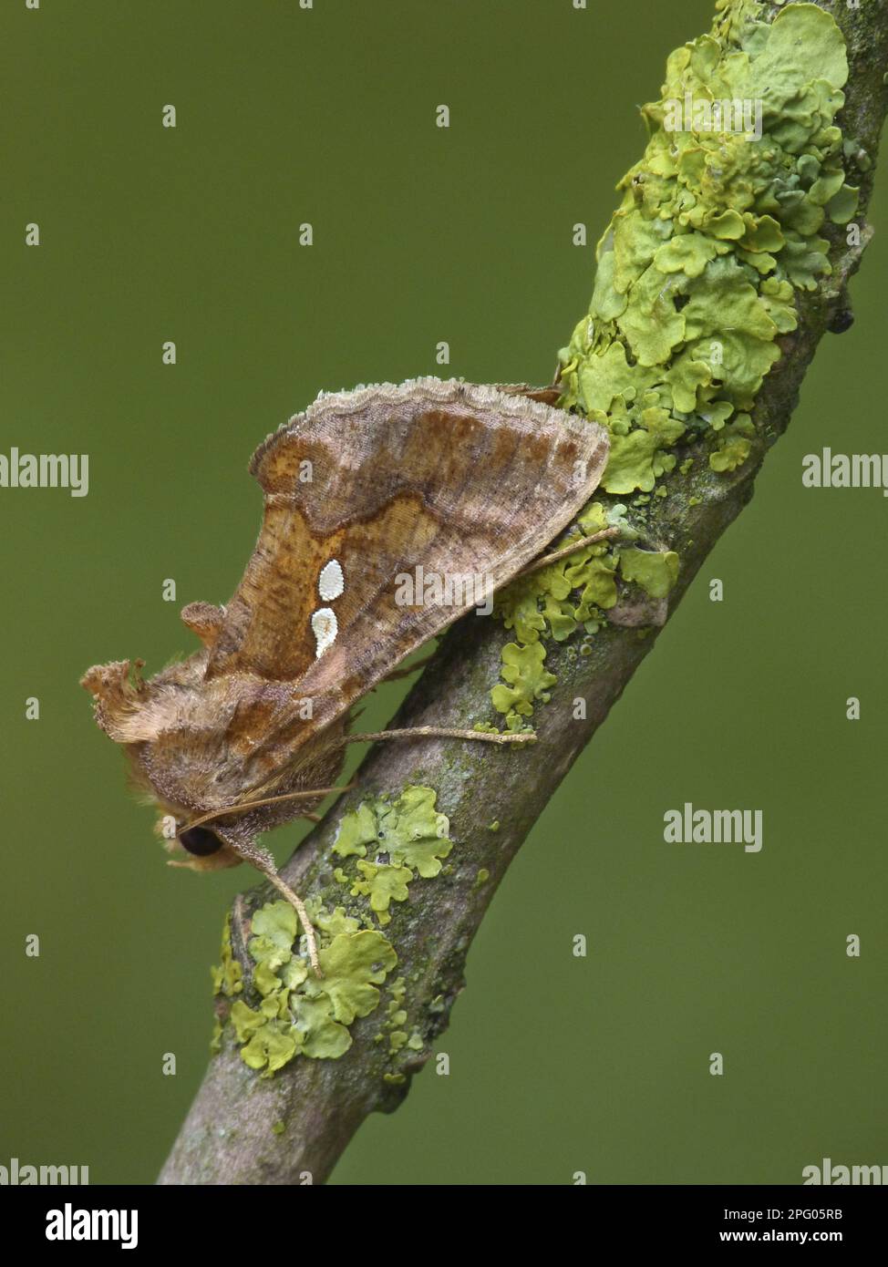 Culo d'oro di pomodoro, culo turco, culo d'oro di pomodoro, culo turco (Noctuidae) (Chrysodeixis chalcites), insetti, muschi, farfalle, animali Foto Stock