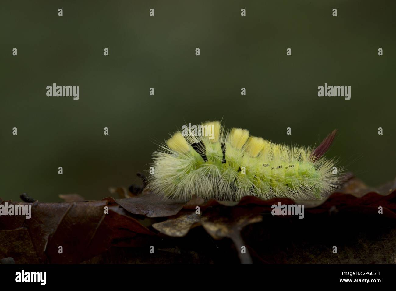 Pallido Tussock (Calliteara pudibunda) Moth caterpillar, riposante sulle foglie cadute, South Yorkshire, Inghilterra, Regno Unito Foto Stock