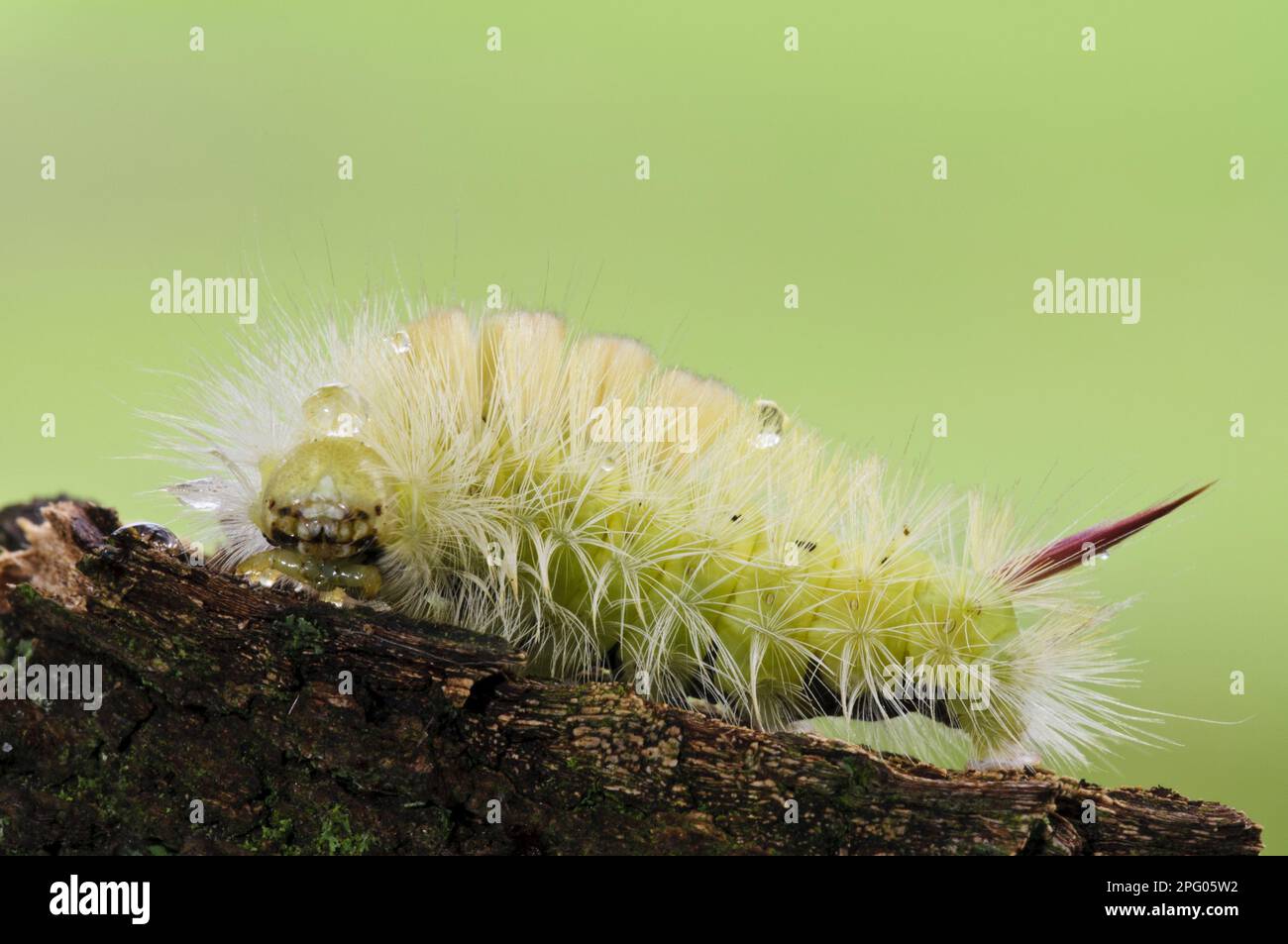 Pallido Tussock (Calliteara pudibunda) Moth caterpillar, con gocce di pioggia sui capelli, Clumber Park, Nottinghamshire, Inghilterra, Regno Unito Foto Stock