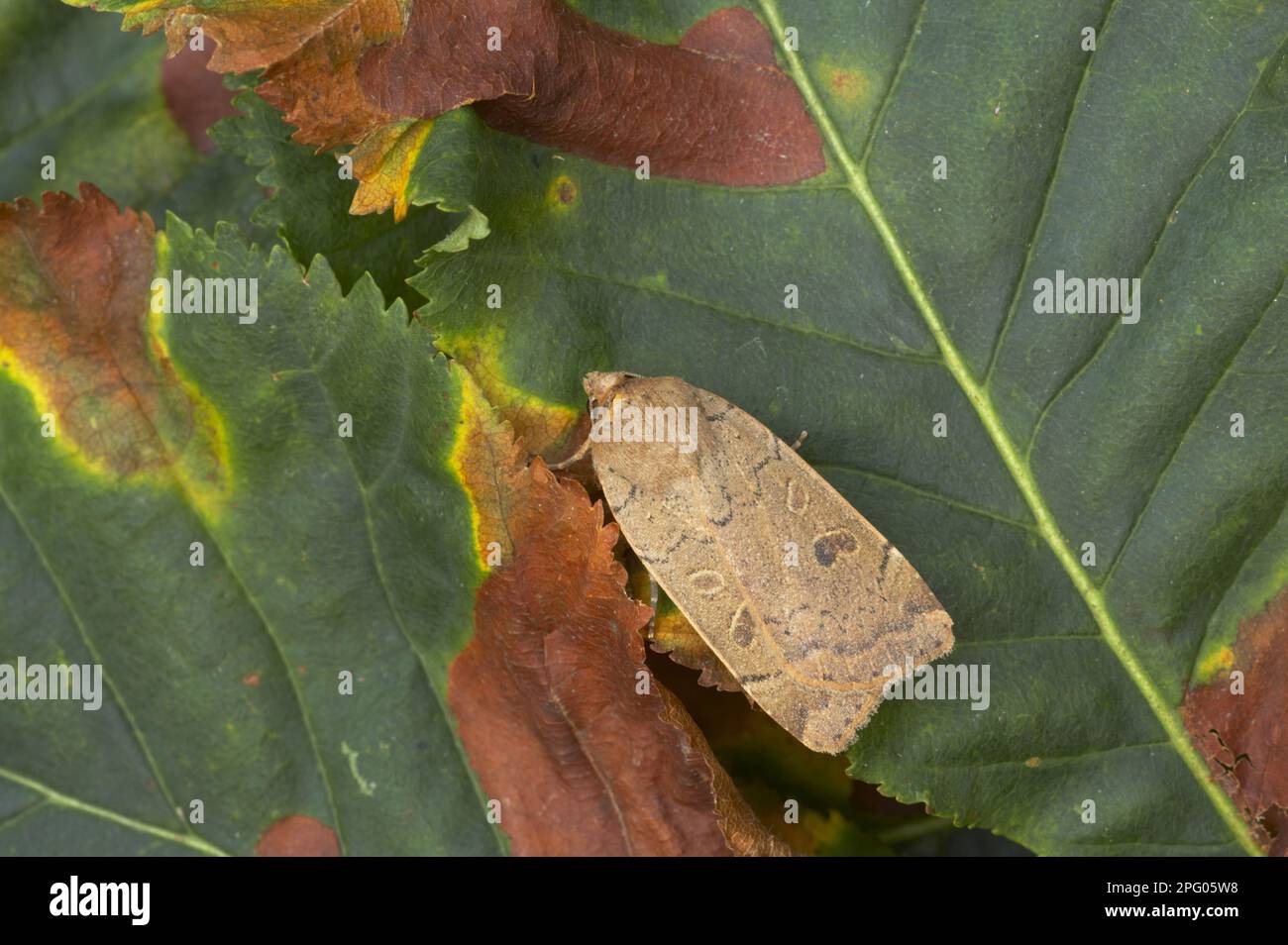 Minore Underwing giallo (viene Noctua) adulto, riposante su foglia, Essex, Inghilterra, Regno Unito Foto Stock