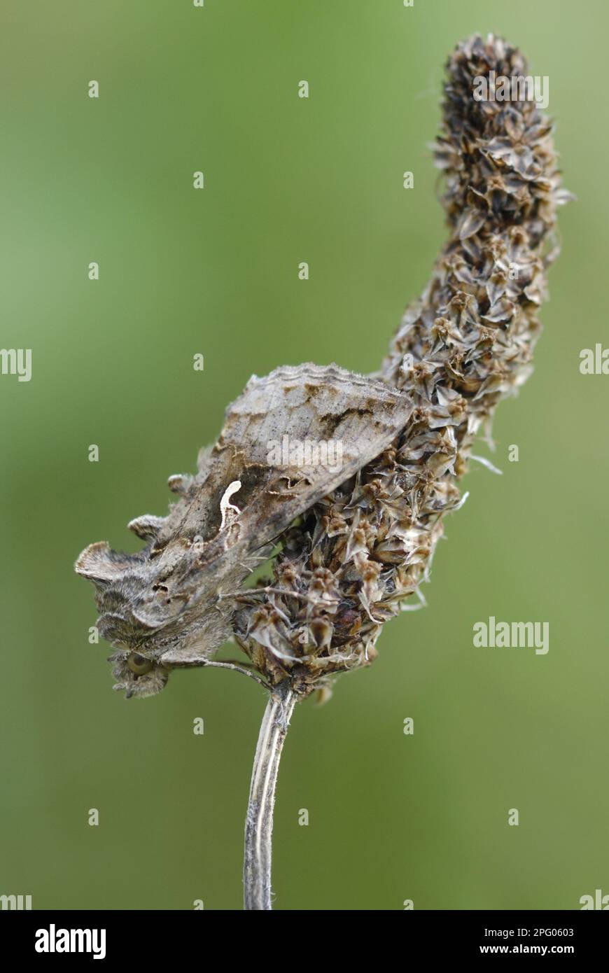 Silver Y (Autographa gamma) adulto, stendendo sulla testa di semina Hoary Plantain (Plantago media), Pembrey Country Park, Carmarthenshire, Galles del Sud, United Foto Stock