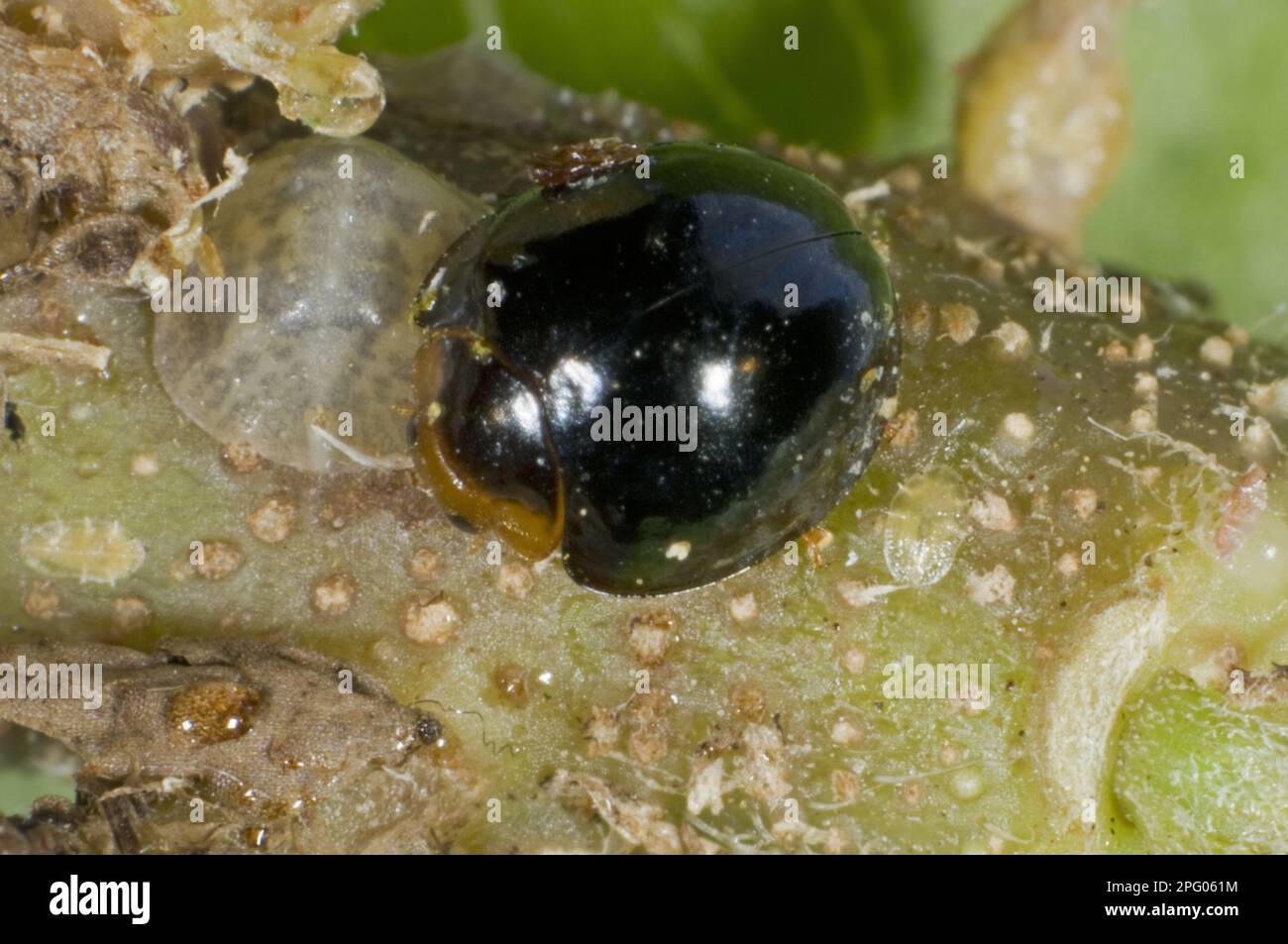 Ladybird nero, Chilocorus nigritus, predatore commerciale per il controllo biologico di insetti di calcare in colture protette Foto Stock