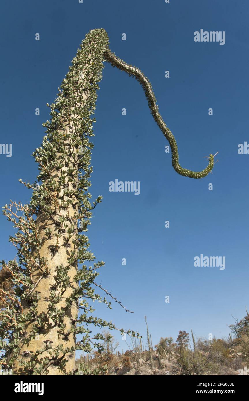 Boojum Tree (Fouquieria columnaris) tronco, Valle de los Cirios, deserto Centrale N. P. Baja California, Messico Foto Stock