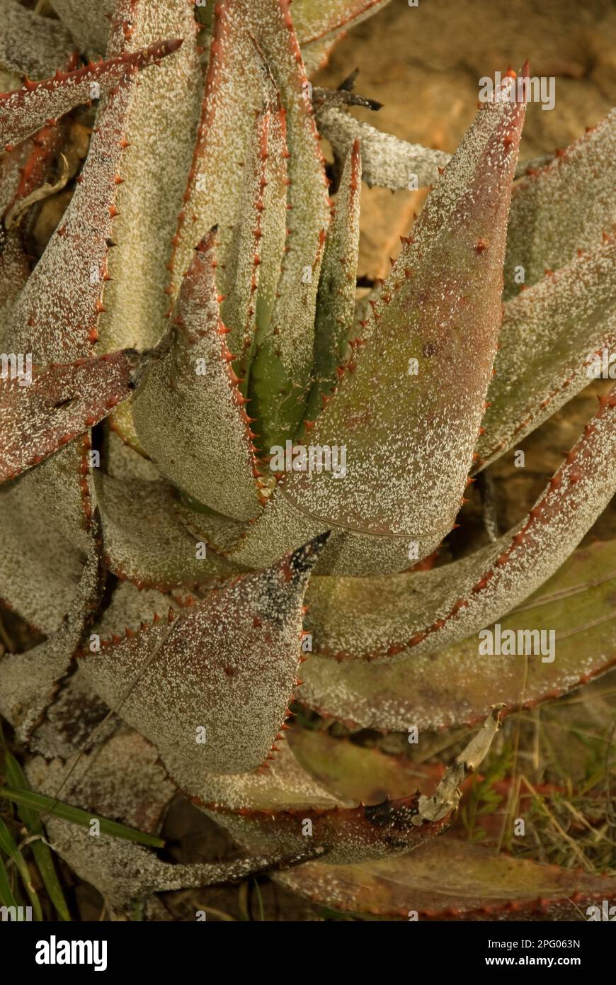 Aloe di capo amaro (aloe ferox), con infestazione di Scala Bianca di Aloe (Duplaionaspis exalbida), Thornkloof, Capo orientale, Sudafrica Foto Stock