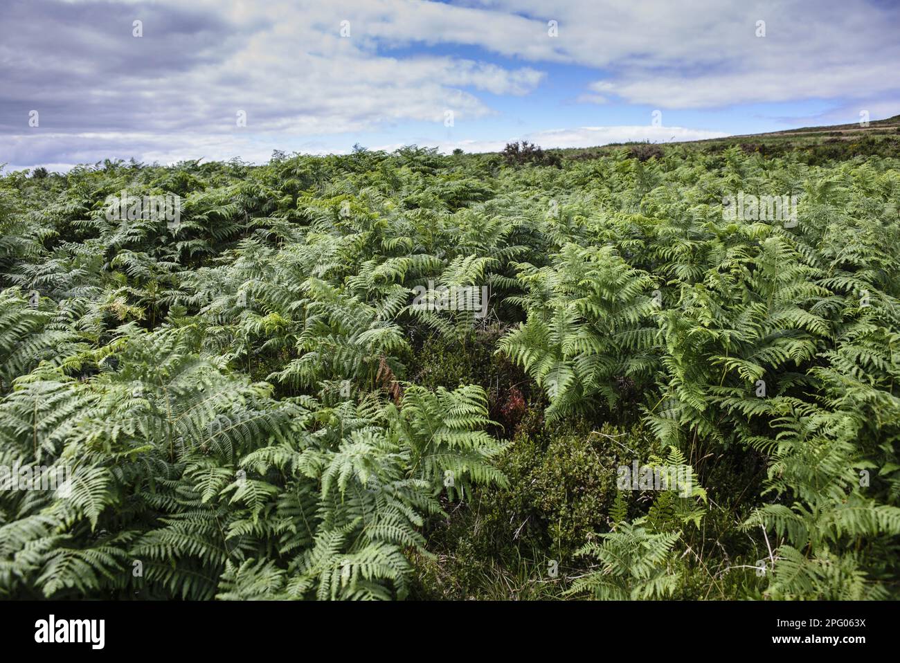 Bracken (Pteridium aquilinum) crescita di massa su crinale quarzite e habitat collinare, Stipperstones, Shropshire, Inghilterra, Regno Unito Foto Stock