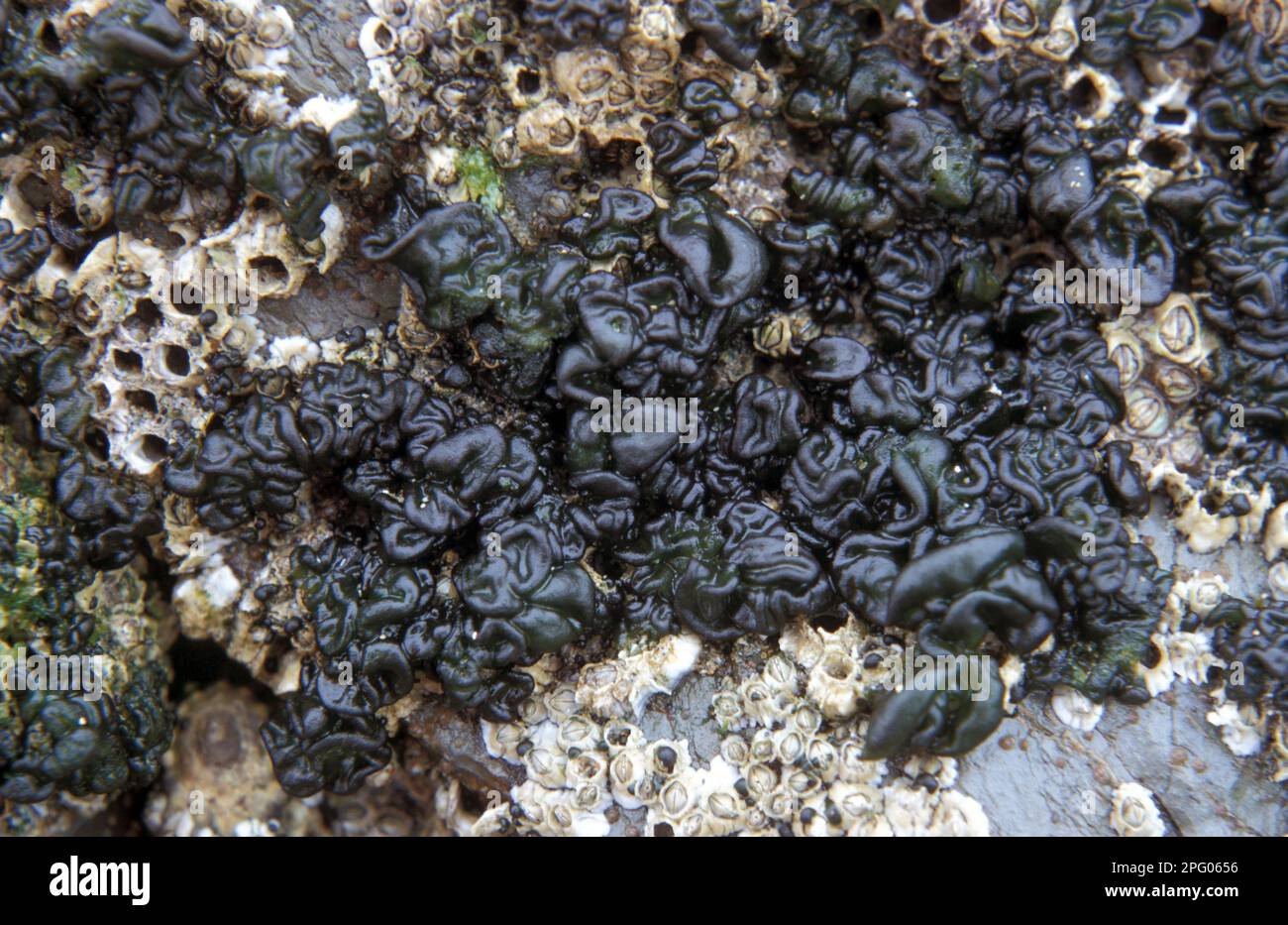 Alghe blu-verdi (Rivularia bullata) che crescono dentro e su conchiglie di ghianda, Padstow, Cornovaglia Foto Stock