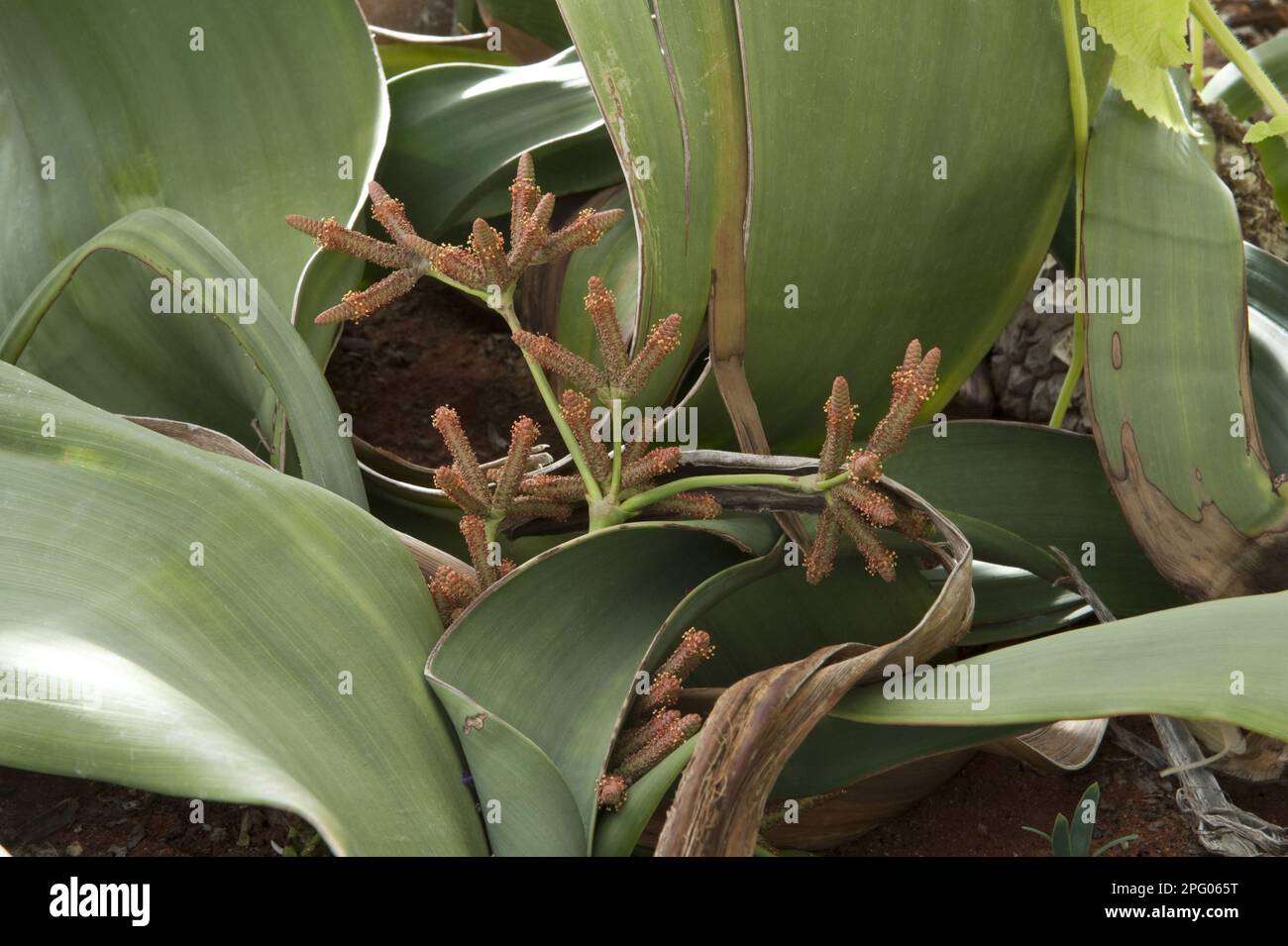 Welwitschia (Welwitschia mirabilis) maschio strobili, Kirstenbosch National Botanical Garden, Città del Capo, Capo Occidentale, Sudafrica Foto Stock