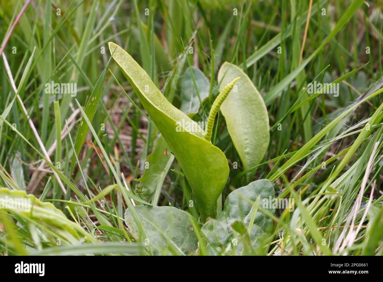 Adder's-Tongue (Ophioglossum vulgatum), famiglia di Adder's Tongue, Ferns, Adderstongue Fern che cresce in meadowland, Marden Meadow Reserve, Kent, Inghilterra Foto Stock