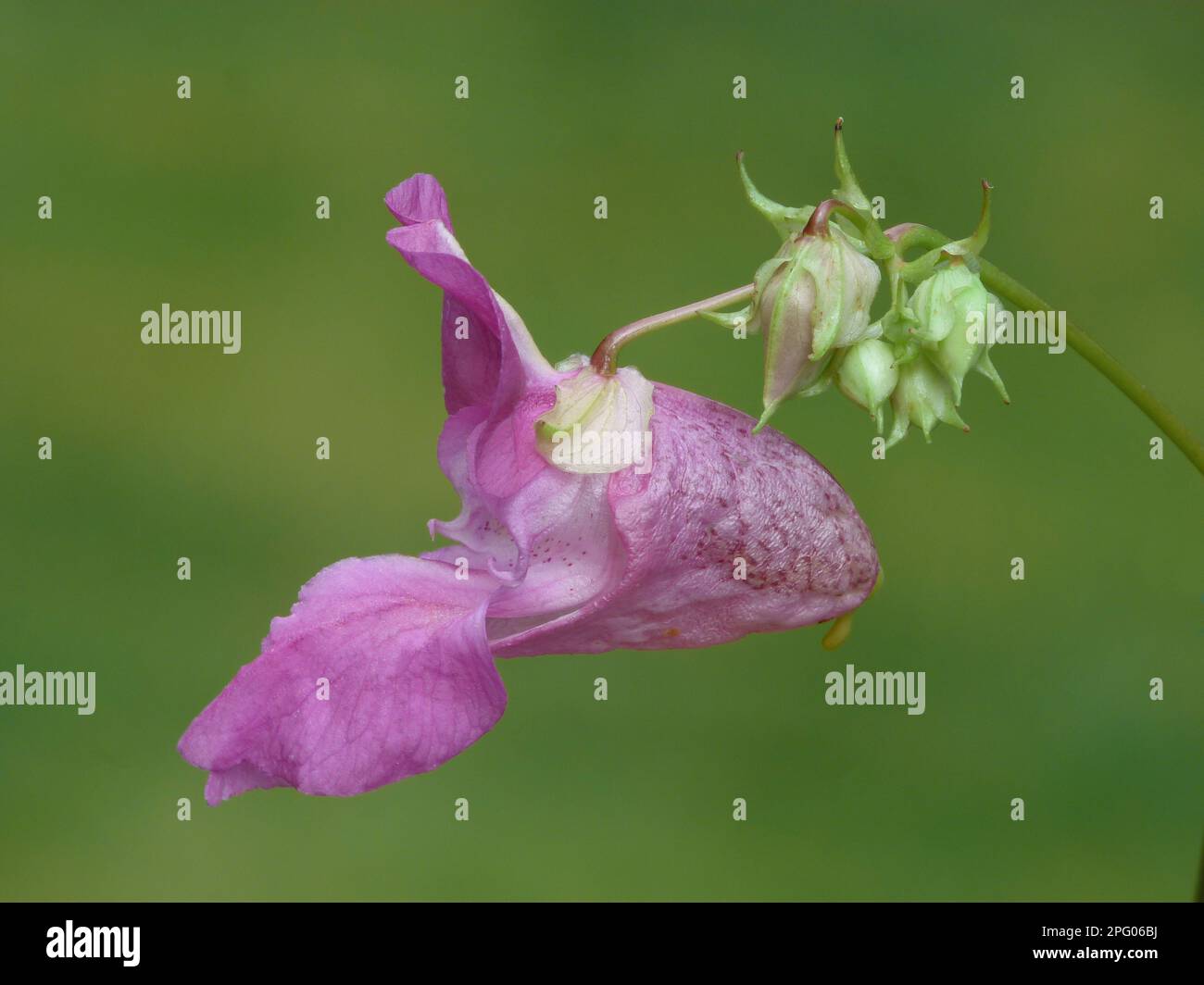 Il balsamo himalayano introdusse specie invasive, primo piano di fiori, Leicestershire, Inghilterra, Regno Unito Foto Stock