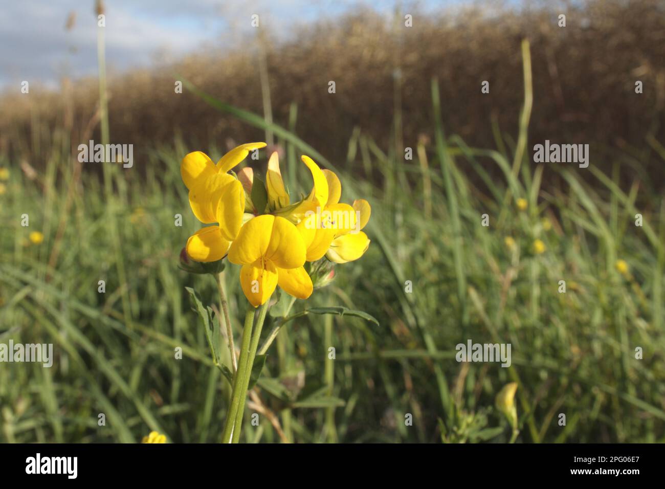 Fiore di trifoglio di uccello (corniculatus di loto), che cresce nella striscia di set-a-side del promontorio accanto al campo arabile, Bacton, Suffolk, Inghilterra, Regno Unito Foto Stock