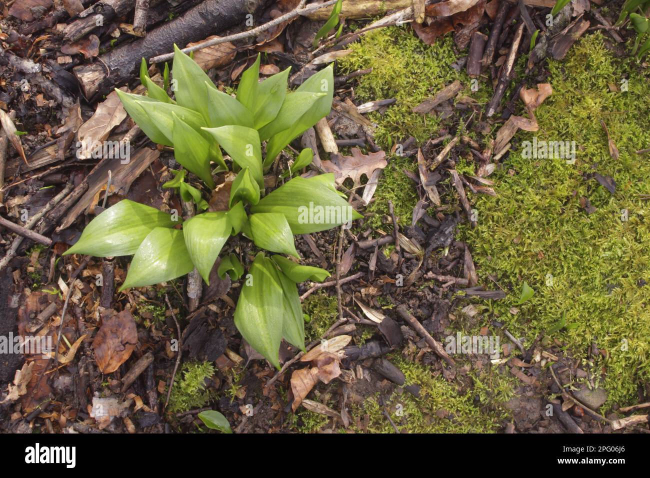 Ramsons (Allium ursinum) che cresce tra lettiere di foglie su terreno boscoso di cedro, Wetherby, West Yorkshire, Inghilterra, Regno Unito Foto Stock