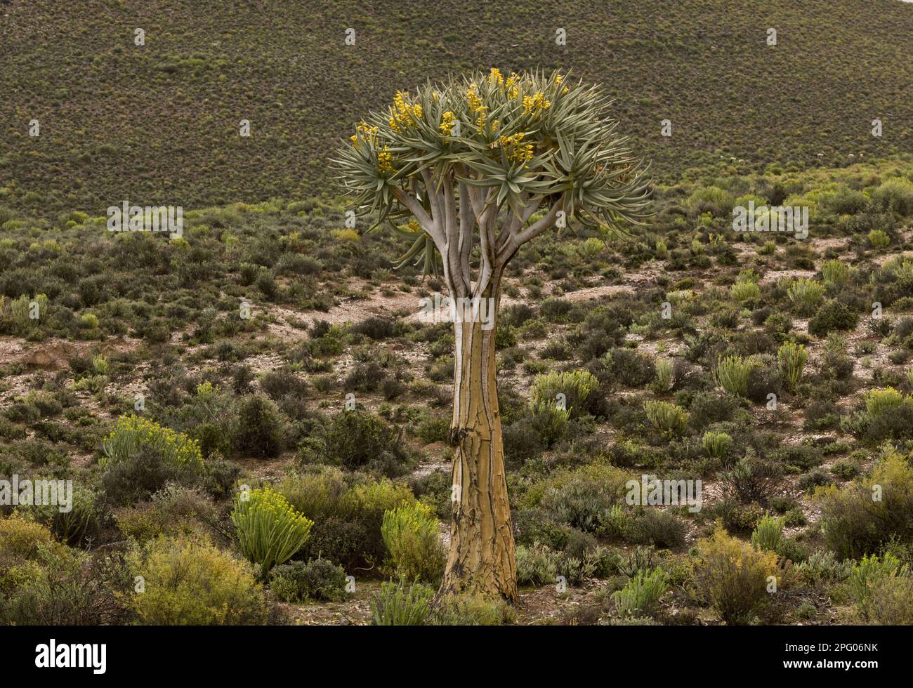 Kokerboom (Aloe dichotoma) abitudine, fiorendo in habitat deserto, Namaqua N. P. Namaqualand, Sudafrica Foto Stock