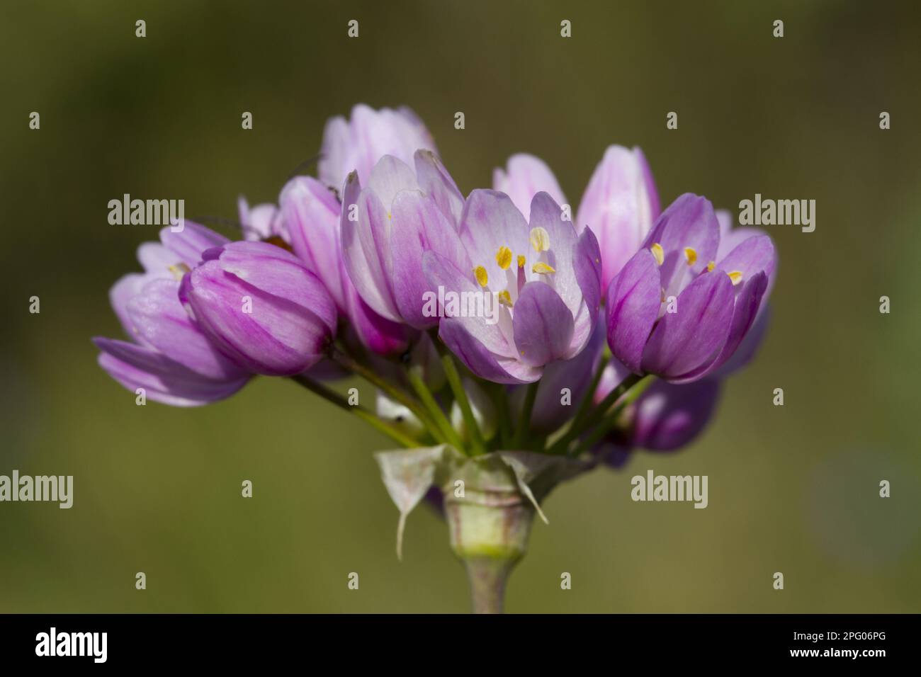 Aglio rosato rosa (Allium roseum) primo piano di fiori, Montagne de la Clape, Aude, Languedoc-Roussillon, Francia Foto Stock