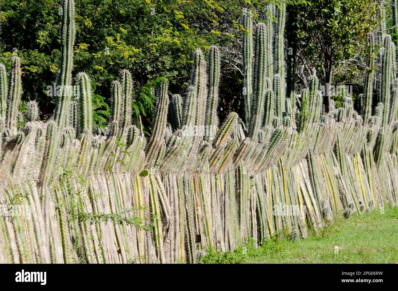 Stelo del cactus della candela (Ritterocereus griseus) usato per recinzioni di bestiame, Bonaire, Antille occidentali, piccole Antille, Caraibi Foto Stock
