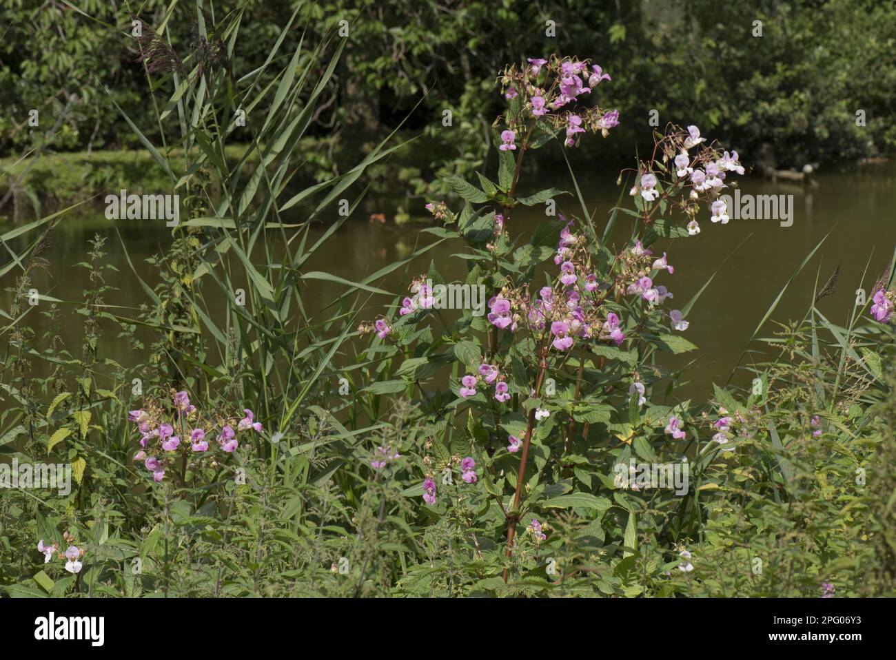Balsamo himalayano, introdotto specie, fiorendo sulla riva del canale, Kennet e Avon Canal, Berkshire, Inghilterra, Regno Unito Foto Stock