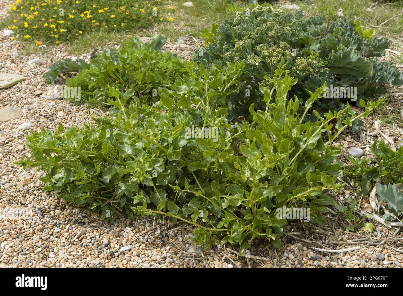 Barbabietola da mare, Beta vulgaris ssp maritima, pianta fiorita su ghiaia a Chesil Beach in Dorset Foto Stock