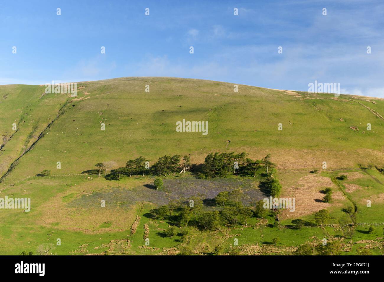 Endimion hyacinto (Hyacinthus) non-scriptus, Scilla non-scripta nonscripta, Atlantic Bluebell (Hyacinthoides), inglese Bluebell, famiglia del giglio Foto Stock