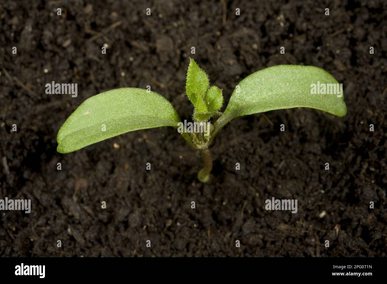 Falce di semina o erba d'oca, aparine Galiu, campo annuale e erbacce da giardino con cotiledoni e le prime vere foglie appena in formazione Foto Stock