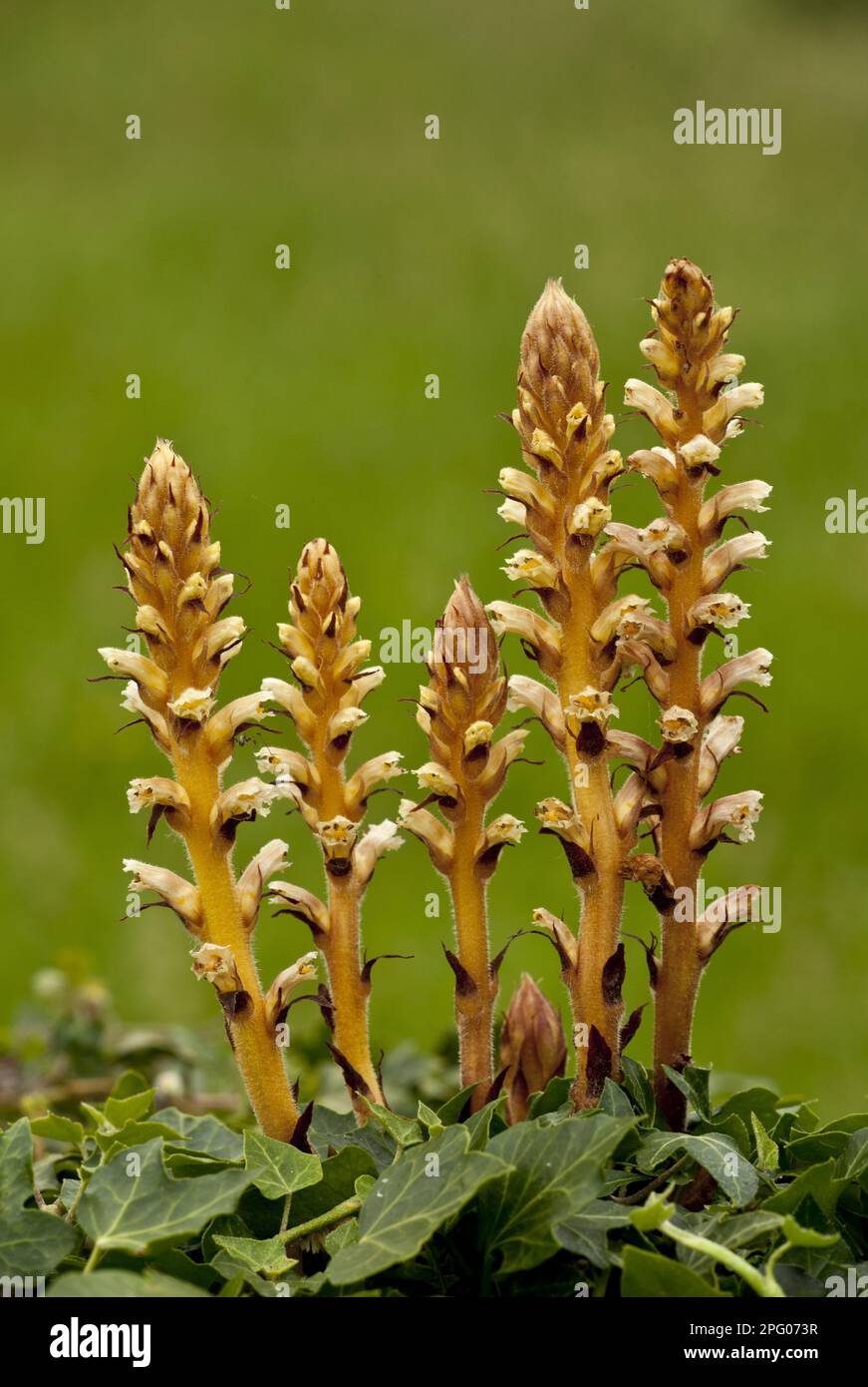 Ivy Broomrape (Orobanche hederae) fioritura, parassita su edera, Picos de Europa, Montagne Cantabre, Spagna Foto Stock