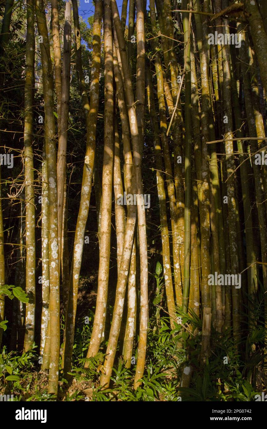 Foresta di bambù Madagascar vicino Palmarium Foto Stock