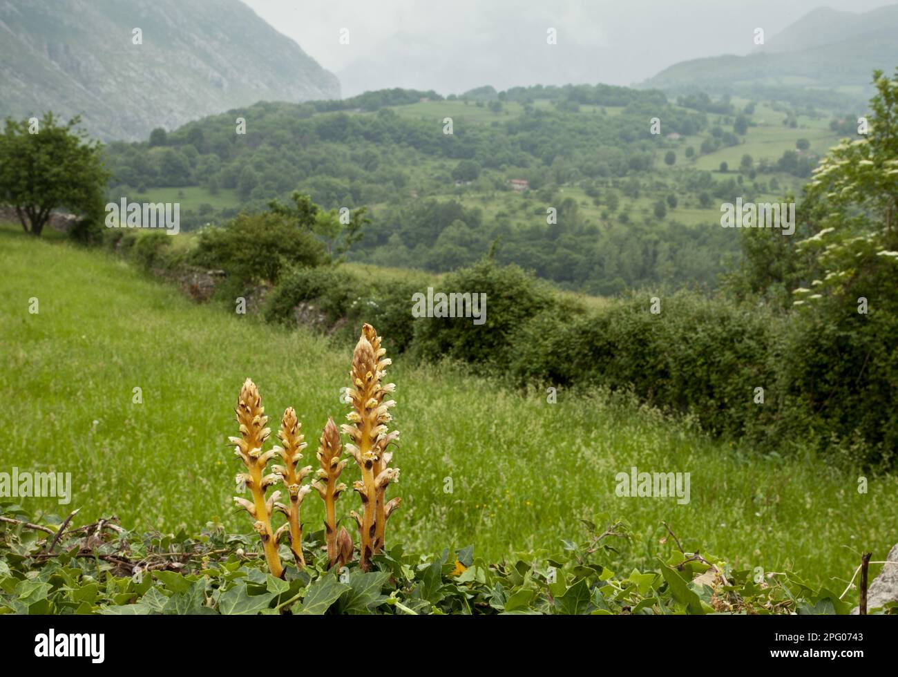 Ivy Broomrape (Orobanche hederae) fioritura, parassita su edera, cresce in habitat altopiano, Picos de Europa, Montagne Cantabre, Spagna Foto Stock