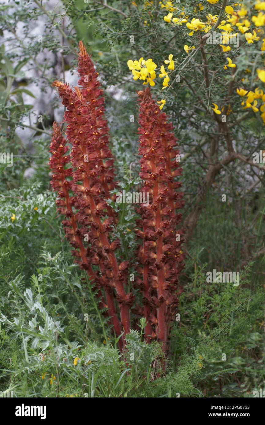 Grandi fiori di bromo maggiore (Orobanche rapum-genistae), che crescono sotto la gola nella macchia mediterranea, Sicilia, Italia Foto Stock