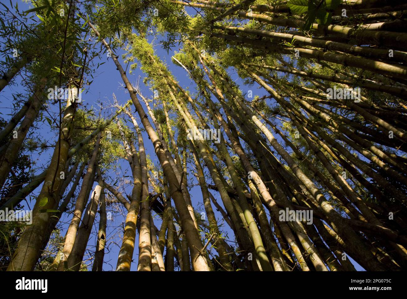 Foresta di bambù Madagascar vicino Palmarium Foto Stock