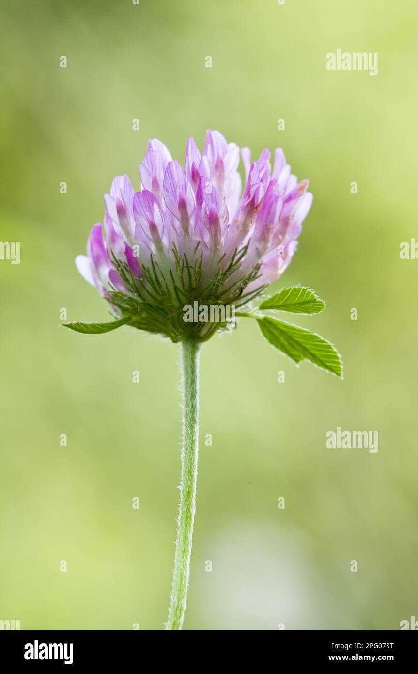 Red Clover (Trifolium pratense), primo piano di Flowerhead, Downe Bank Nature Reserve, North Downs, Kent, Inghilterra, Regno Unito Foto Stock