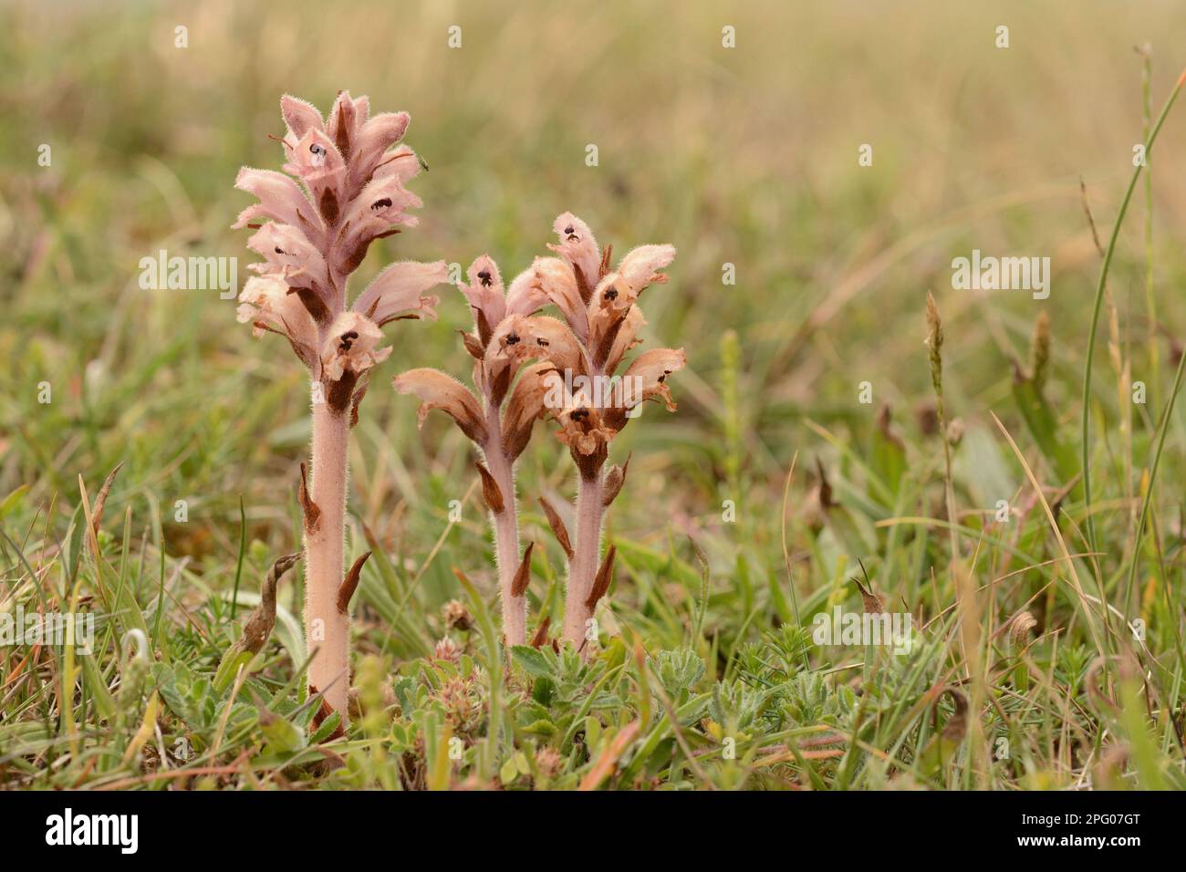 Broomrape profumato ai chiodi di garofano (Orobanche caryophylmacea) tre fioritche, Sandwich Bay, Kent, Inghilterra, Regno Unito Foto Stock