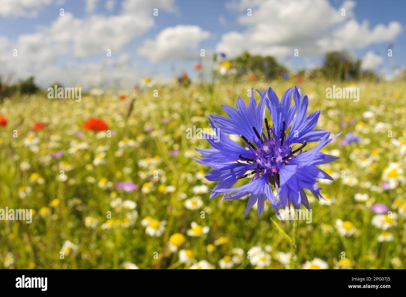 Fiore di mais (Centaurea cyanus) primo piano di fiori, coltivati in prati di fieno tradizionale, College Lake Nature Reserve, Hertfordshire, Inghilterra, Unito Foto Stock