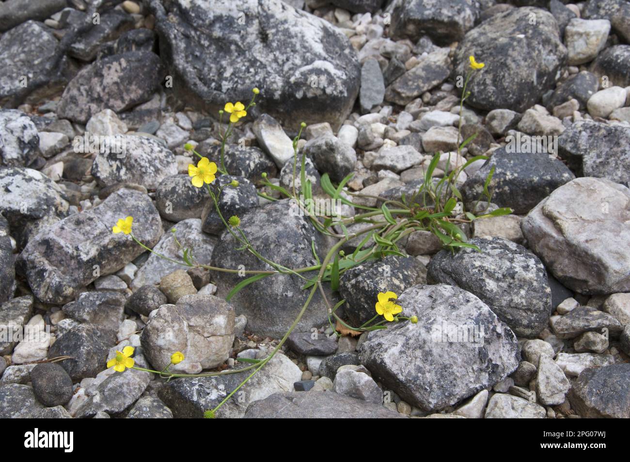 Lesser Spearwort (Ranunculus flammula) fioritura, sulla riva del lago, Loch Maree, Torridon Hills, Wester Ross, Highlands, Scozia, Regno Unito Foto Stock