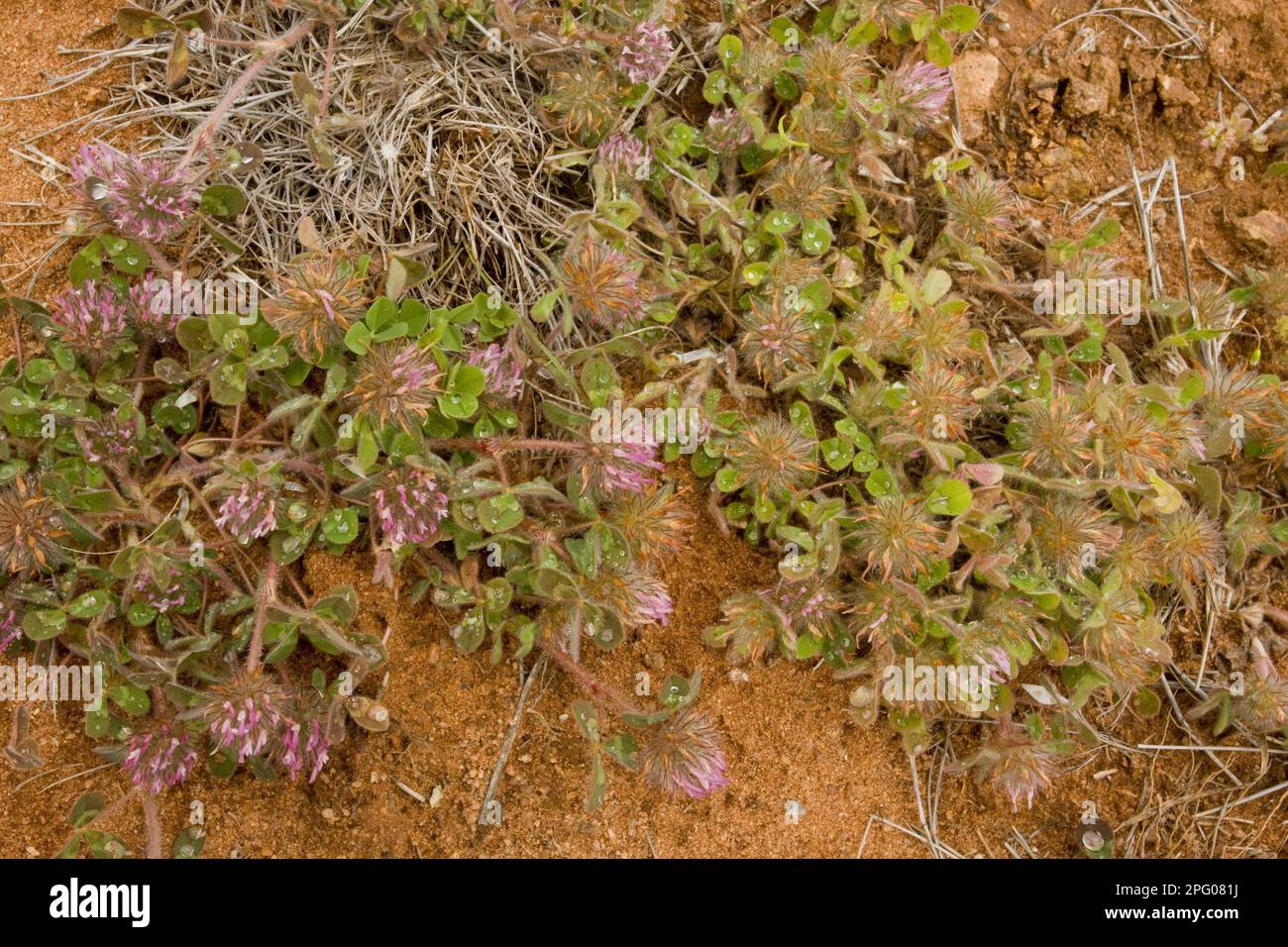 Il trifoglio di rosa (Trifolium hirtum) ha introdotto l'erbaccia invasiva, fioritura, Australia Occidentale, Australia Foto Stock