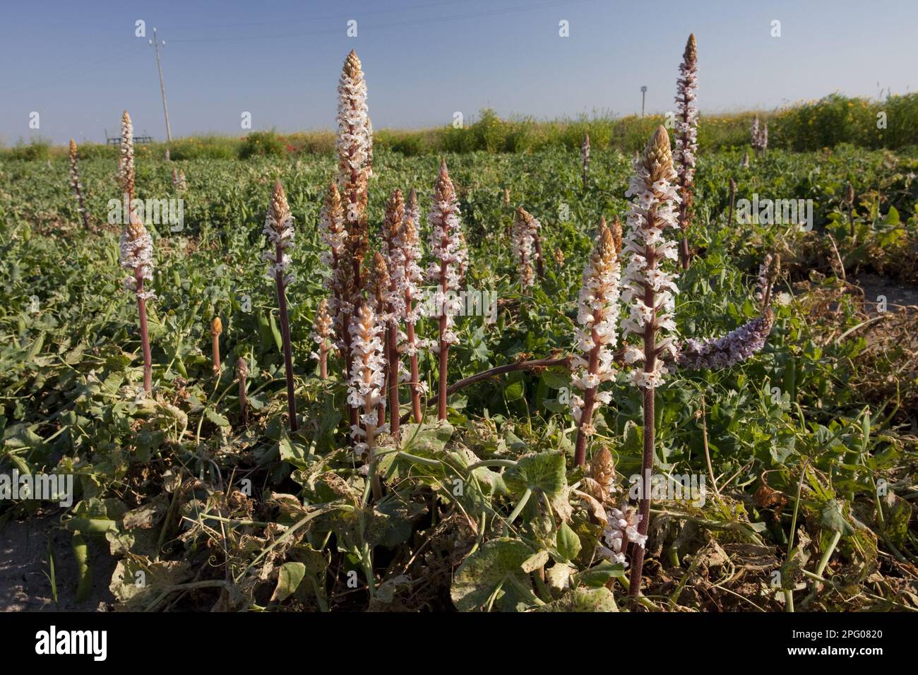 Colza da fiore (Orobanche crenata), parassita sui piselli, penisola del Gargano, Puglia, Italia, molla Foto Stock