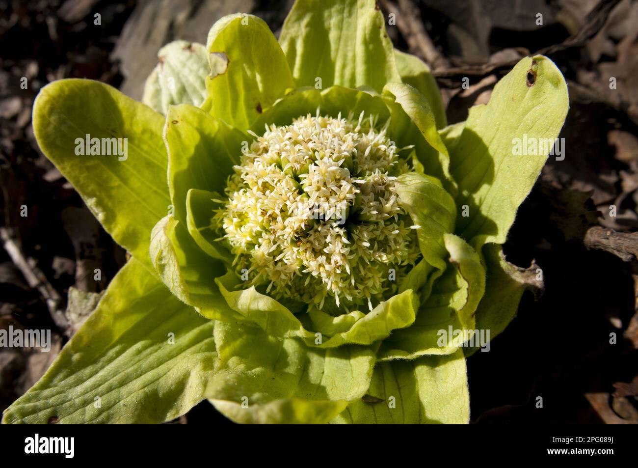 Butterbur gigante (Petasites japonicus) introdotto specie, fioritura, crescita su strada, Fell Foot Brow, vicino al lago Windermere, Lake District N. P. Foto Stock