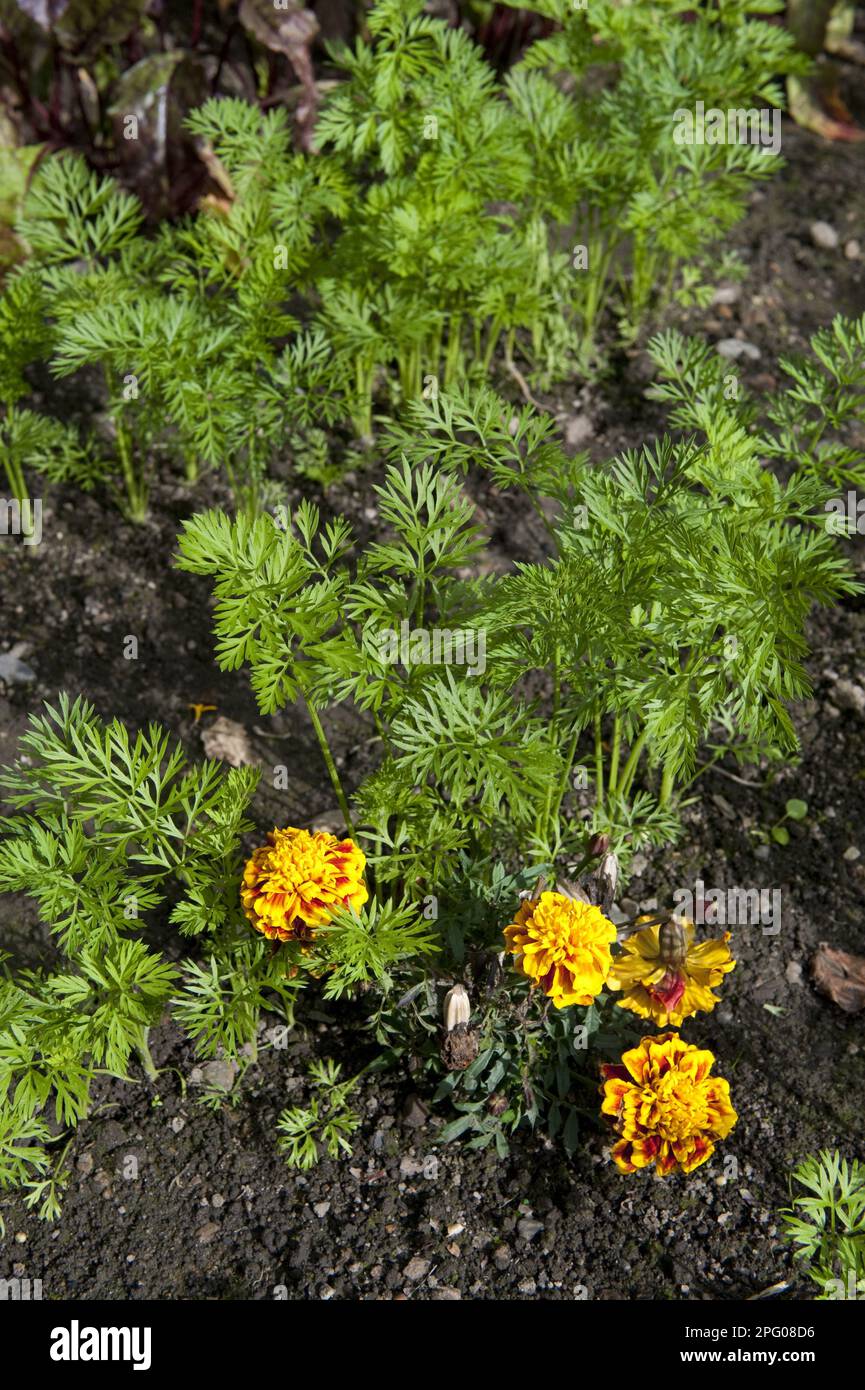 Carota (Daucus carota sativus) giovani pianta, che crescono in orto terreno, piantando compagni con marigolds francesi per prevenire l'infestazione della carota Foto Stock