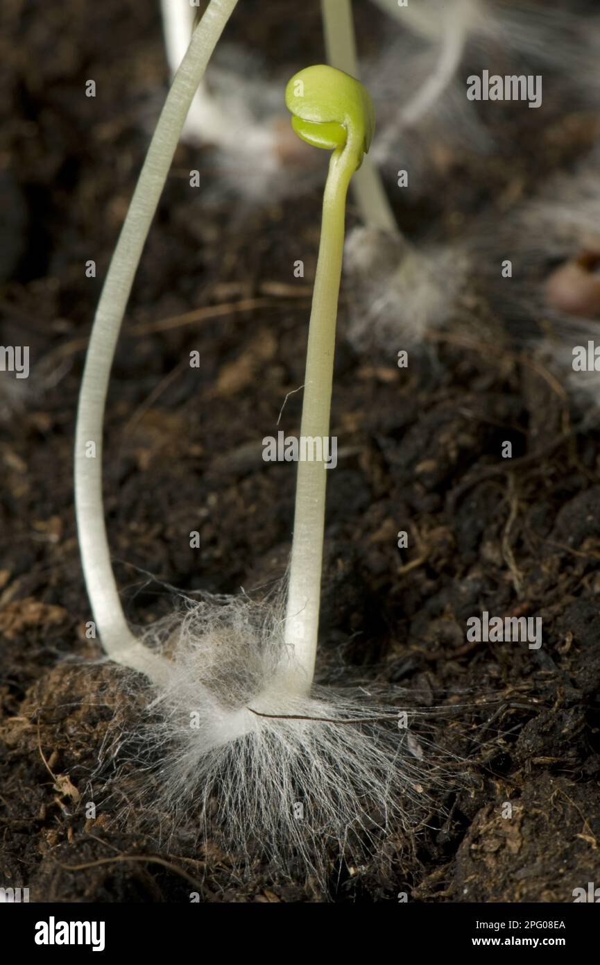 Un seme di cavolo germinante con cotiledoni e radice con i peli della radice sul terreno Foto Stock