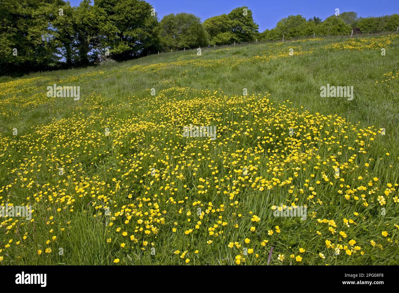Coppe fiorite (Ranunculus acris), un tappeto giallo in un prato verde erboso in una giornata di primavera luminosa con alberi e cielo blu Foto Stock