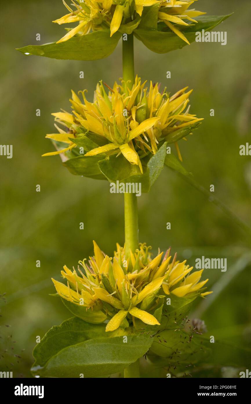 Grande genziana gialla (Gentiana lutea) primo piano di fiori, Ecrins N. P. Alps, Francia Foto Stock