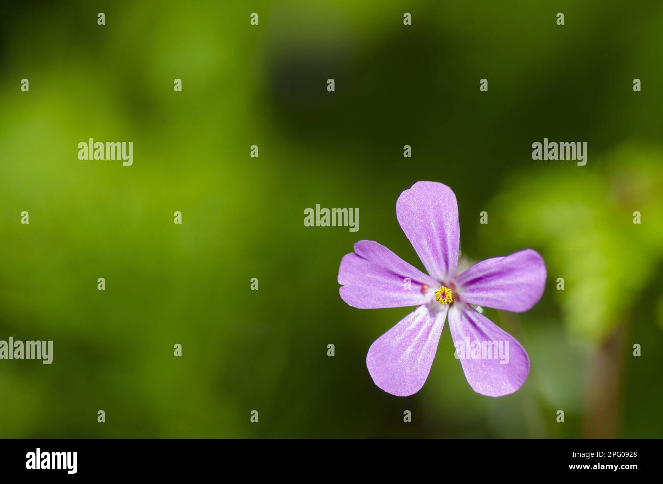 Herb robert (Geranium robertianum), Ruprechtskraut, Stinking Cranesbill famiglia, Herb Robert primo piano di fiore, Newark, Nottinghamshire Foto Stock