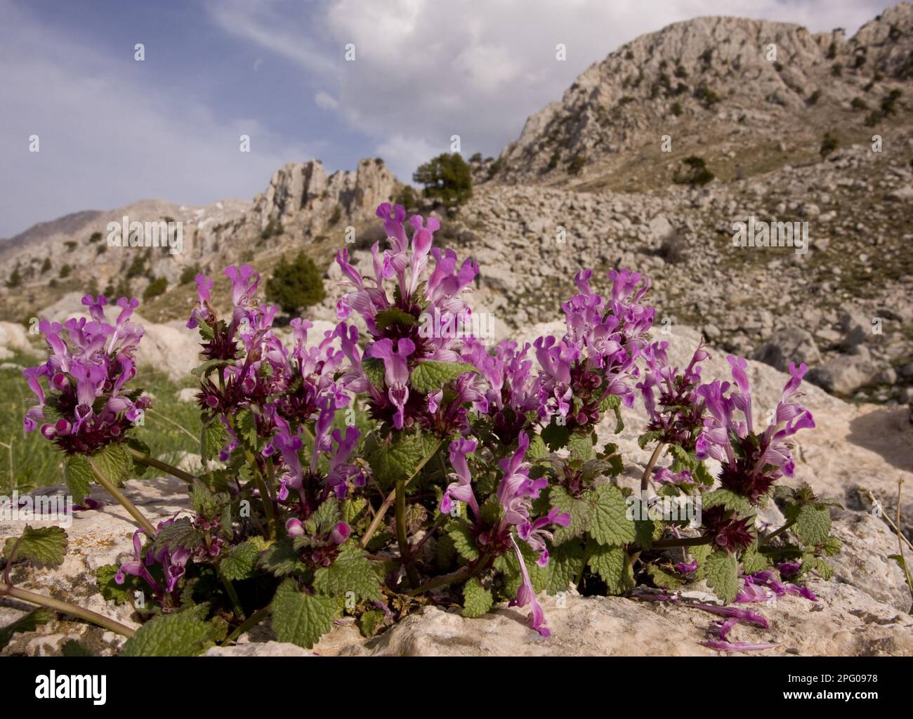 Fiori di gargano (Lamium garganicum), in ambiente montano, Monti Taurus, Anatolia, Turchia meridionale Foto Stock
