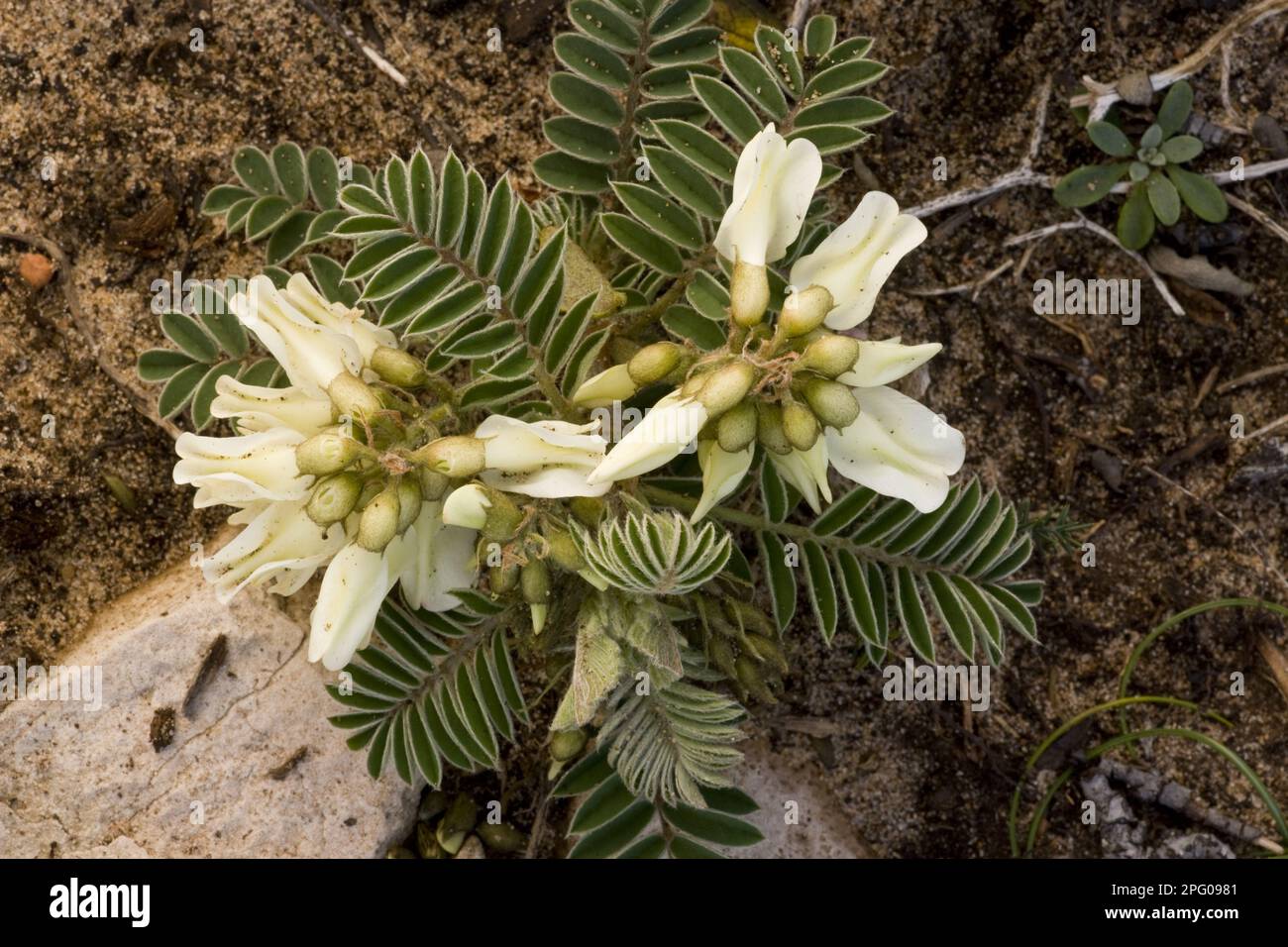 Milkvecch lusitaniano fiorito (Astragalus lusitanicus ssp. Lusitanicus), Algarve, Portogallo Foto Stock