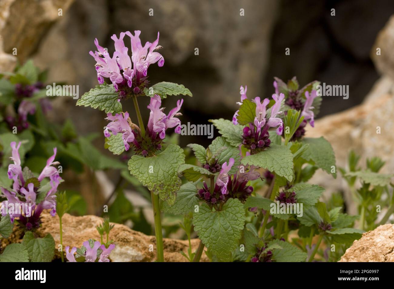 Fiori del Gargano (Lamium garganicum), Monti Taurus, Anatolia, Turchia meridionale Foto Stock
