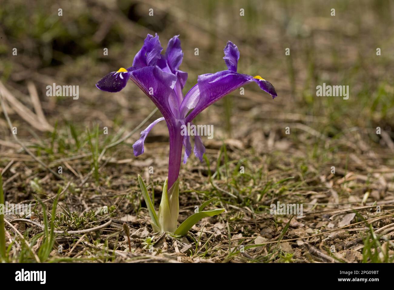 Iride nana, Iris nana (Iris galatica) fioritura, Monti Taurus, Anatolia, Turchia meridionale Foto Stock